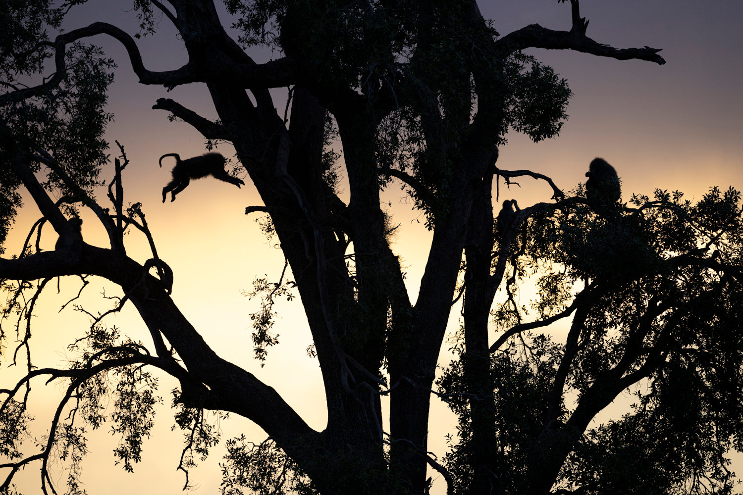 Baboons at sunset