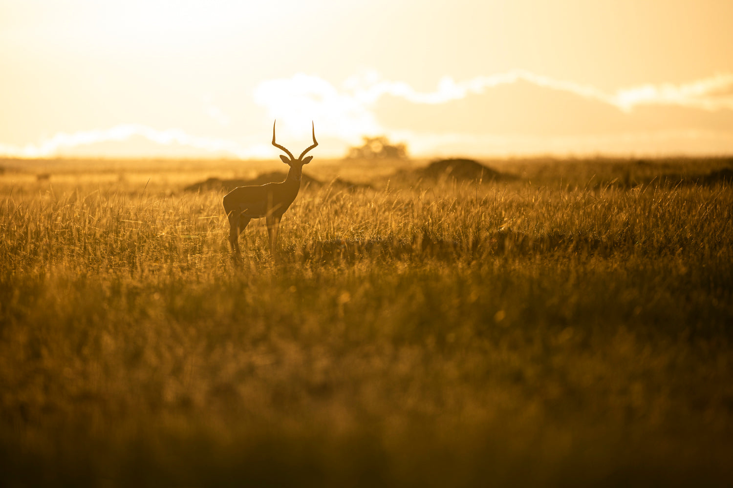 Impala couché de soleil