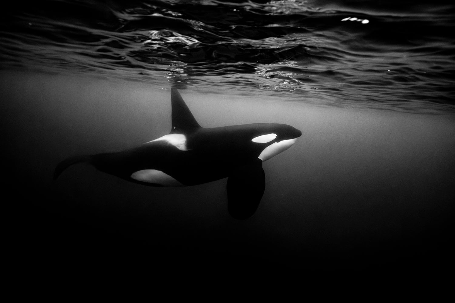 Big male Black and White