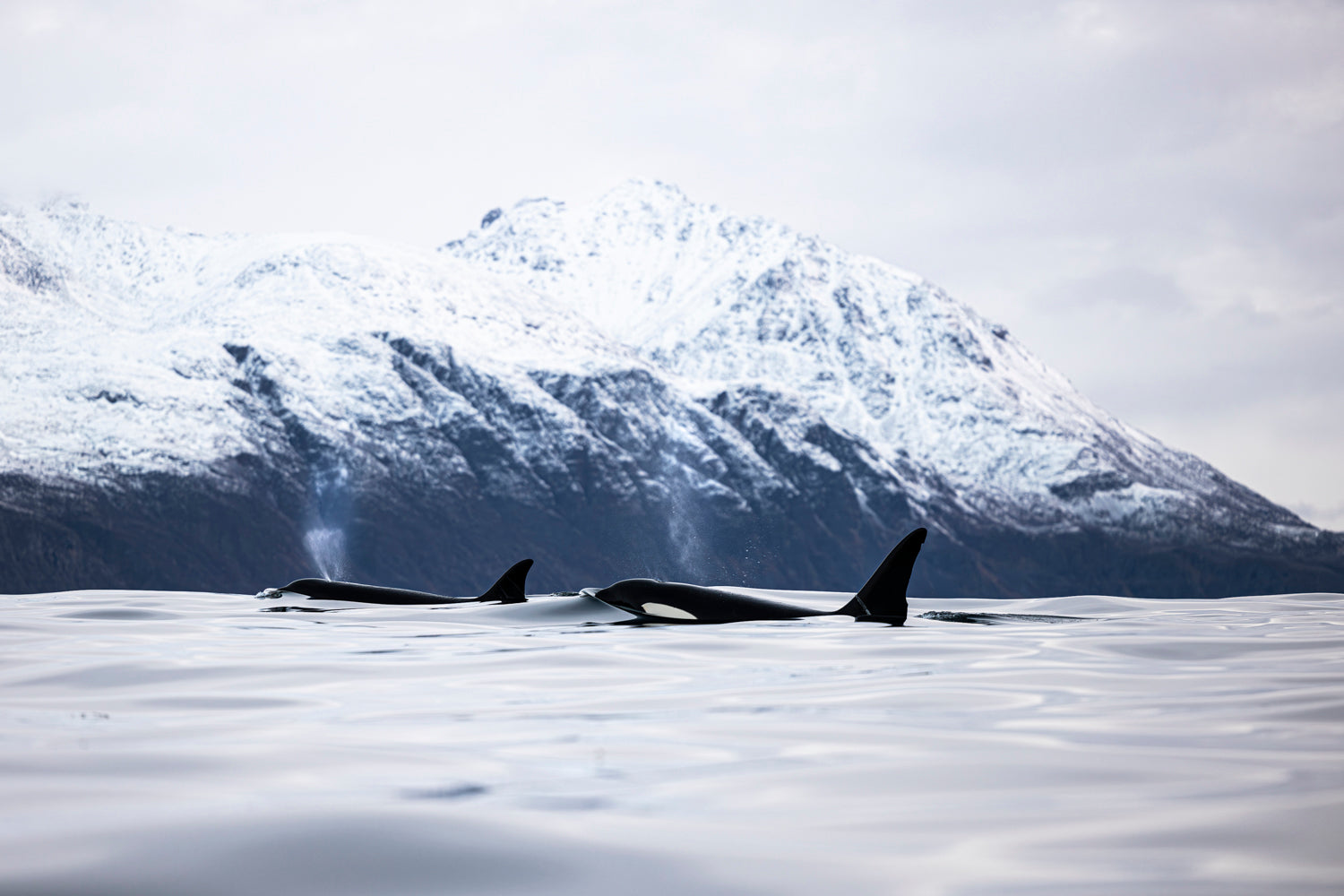 Two orcas surface