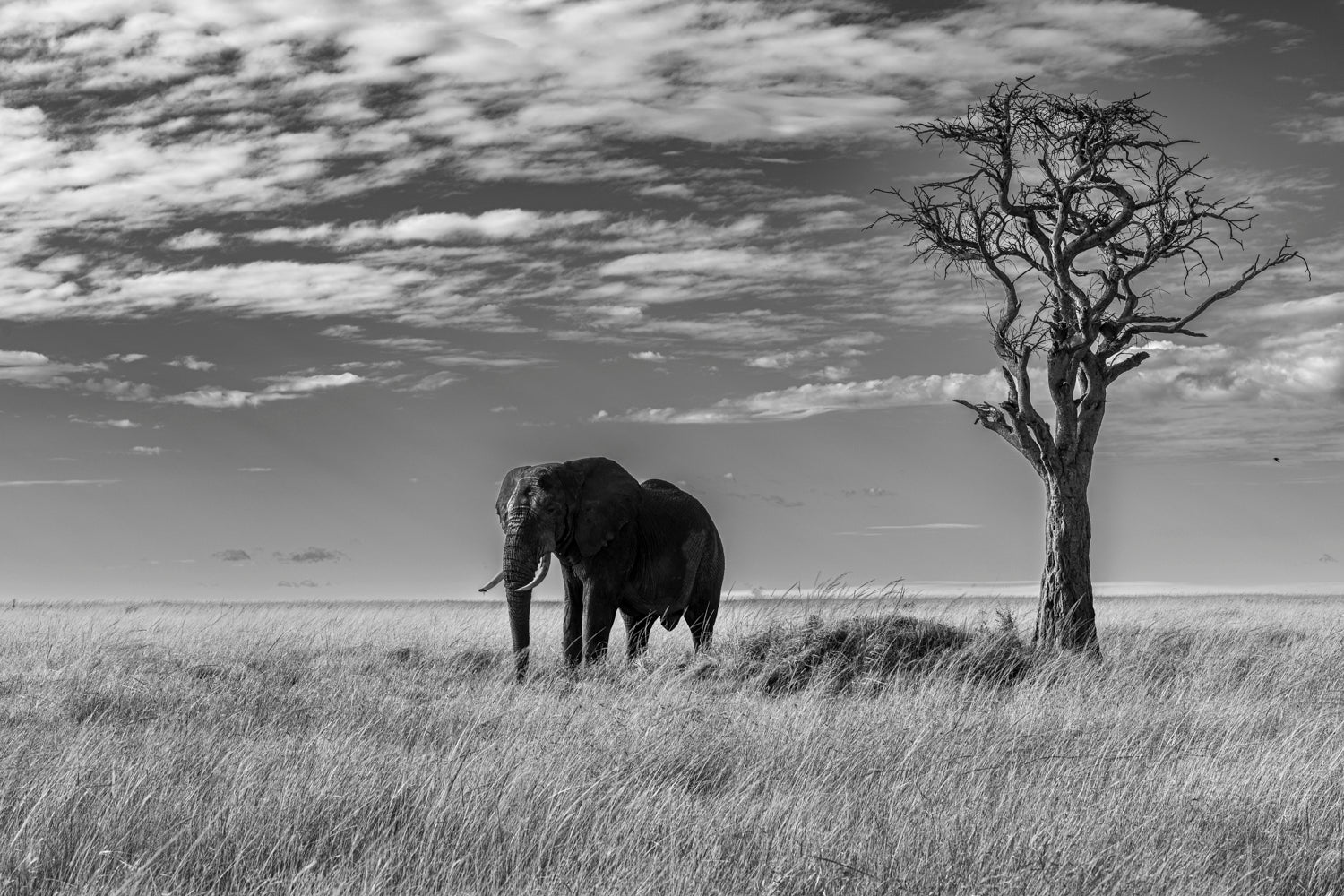Elephant BW