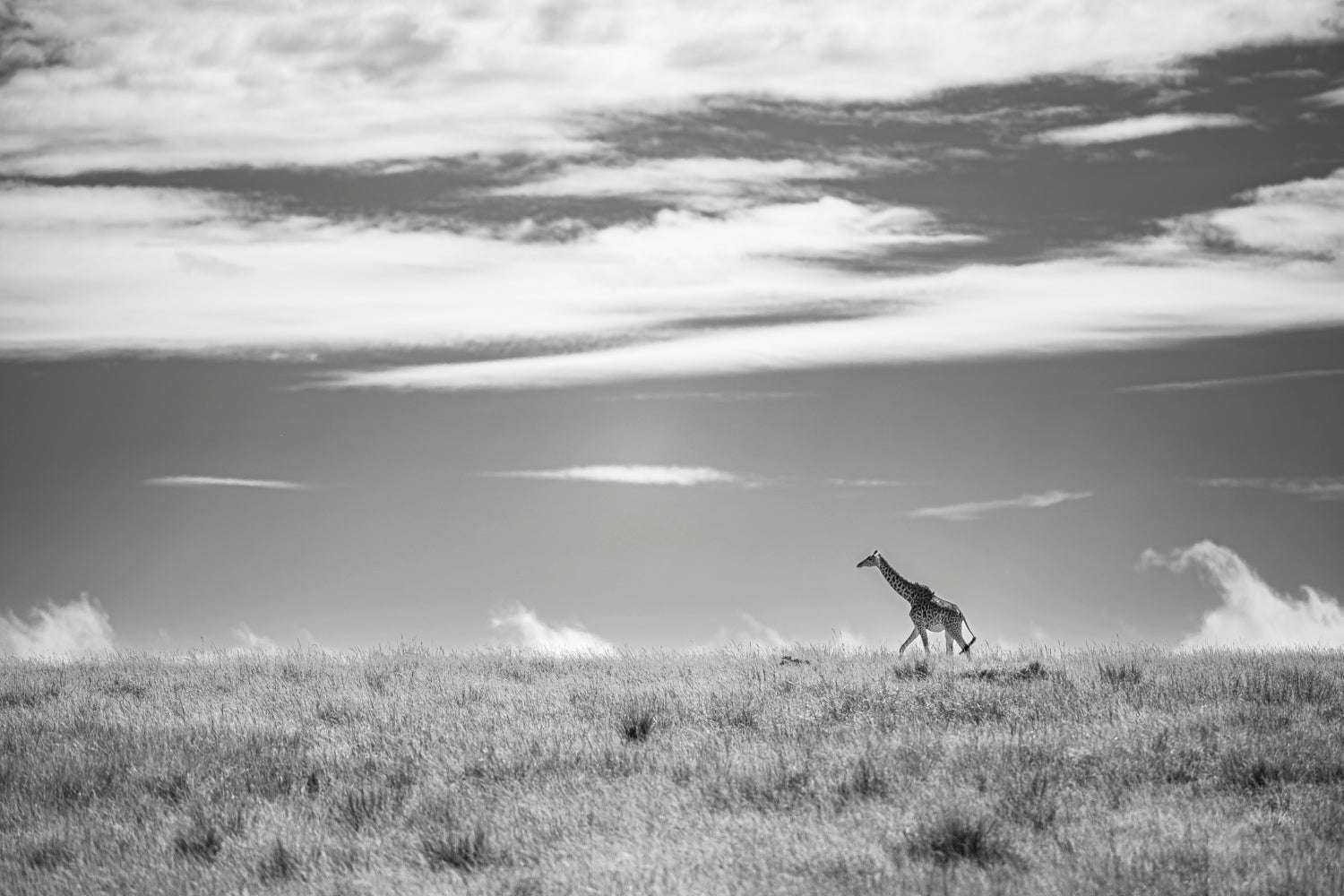 Giraffe BW