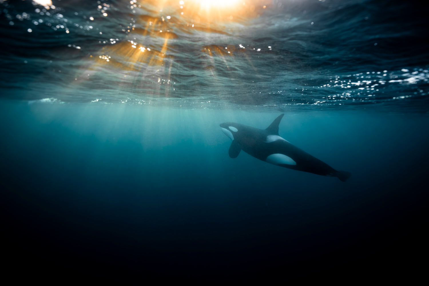 Orca fine art print – “Orca Sunset” – Underwater photograph by