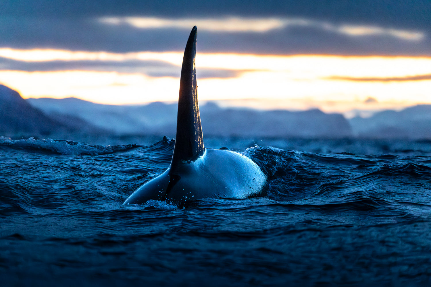 Mercury killer whale