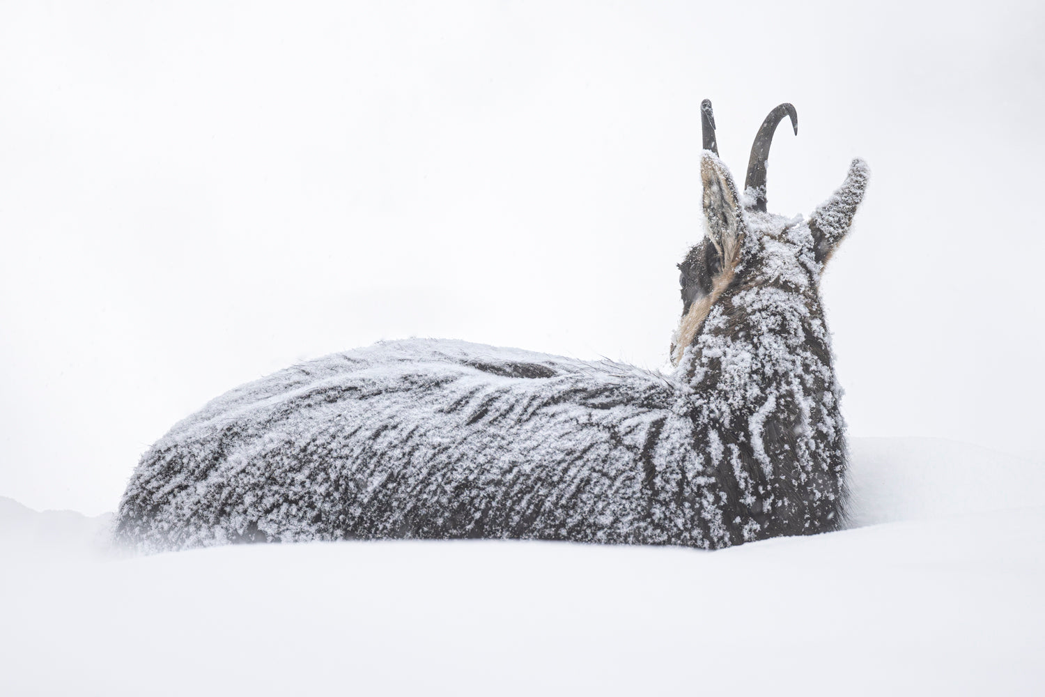 Chamois under the snow