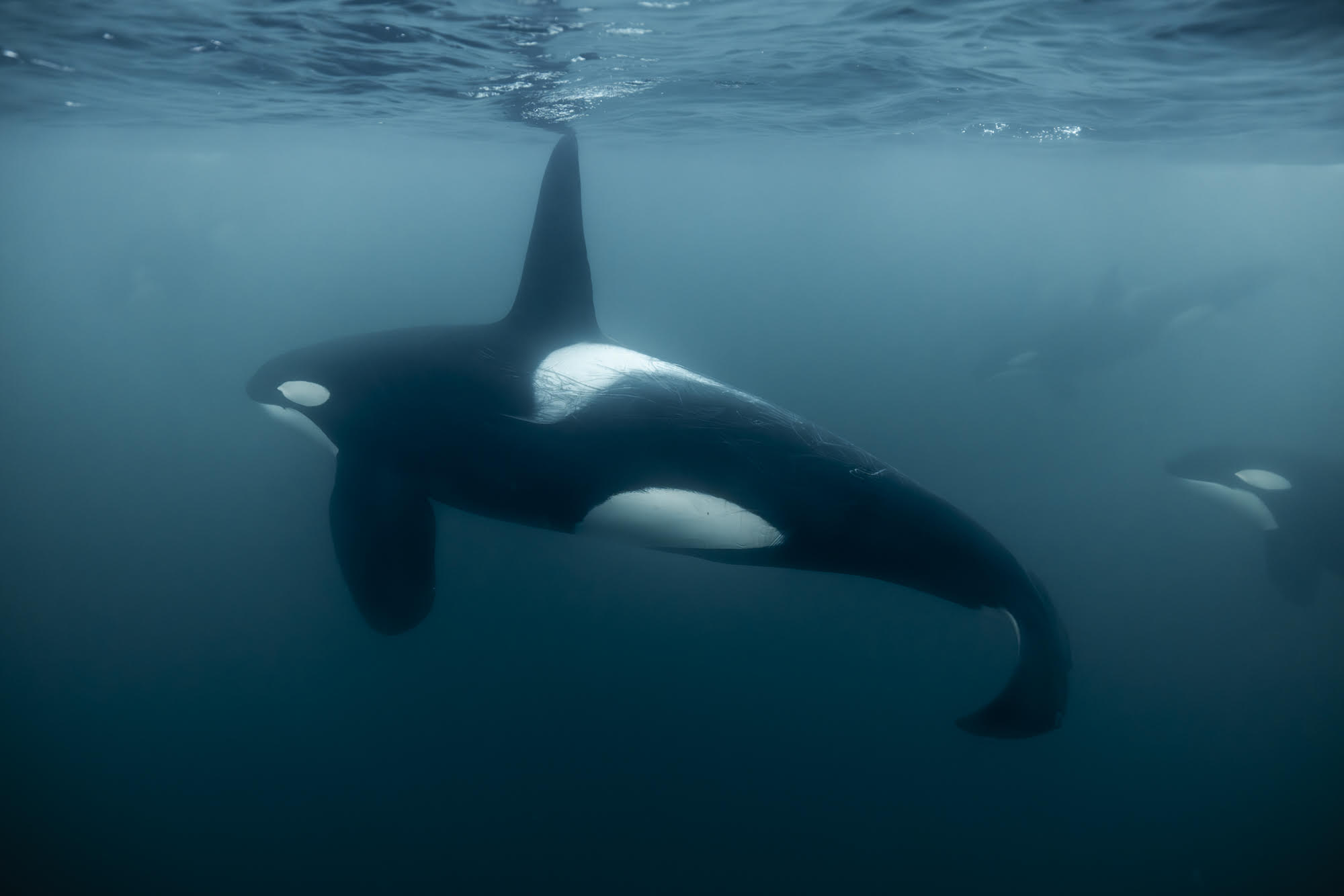 Orques de novembre : ma dernière session en Norvège