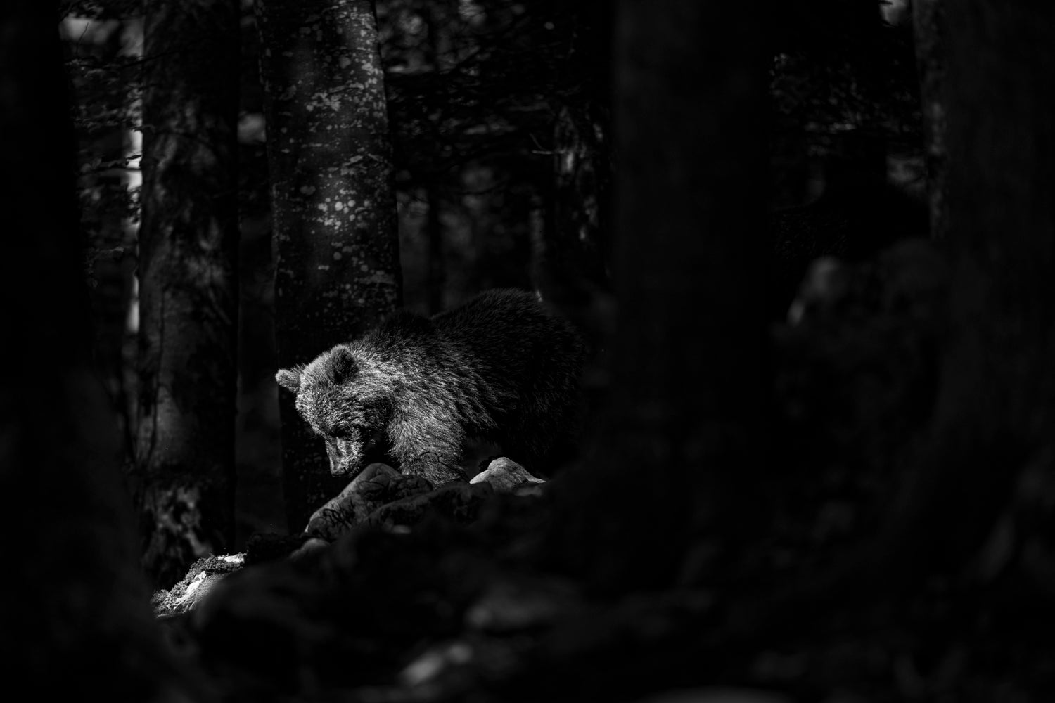 Brown Bear BW