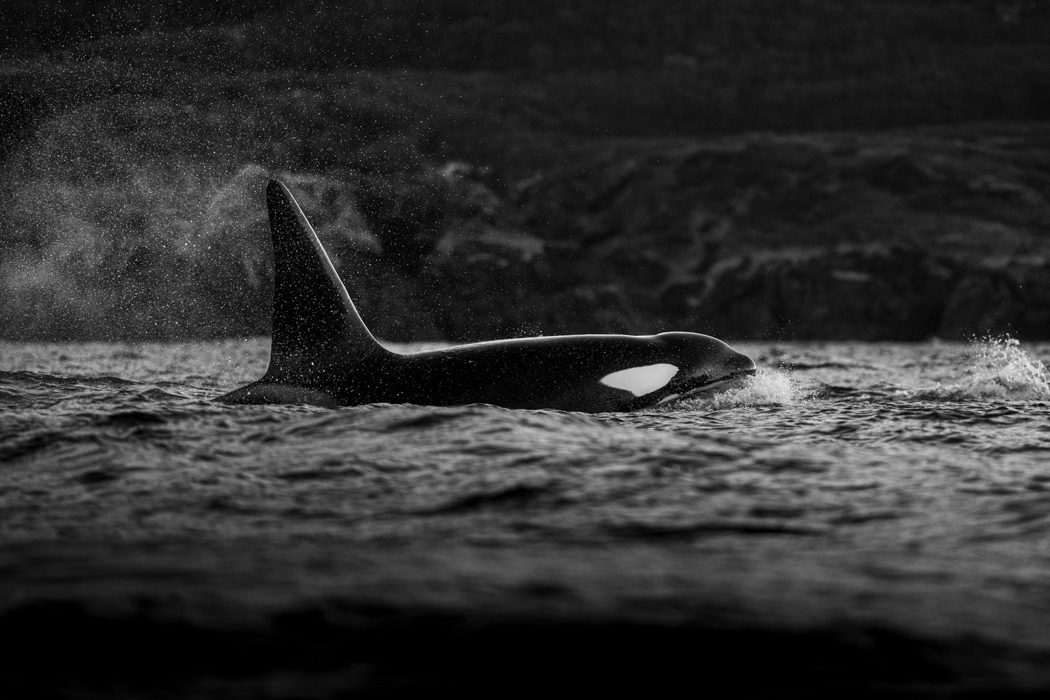 Sunset Orca BW