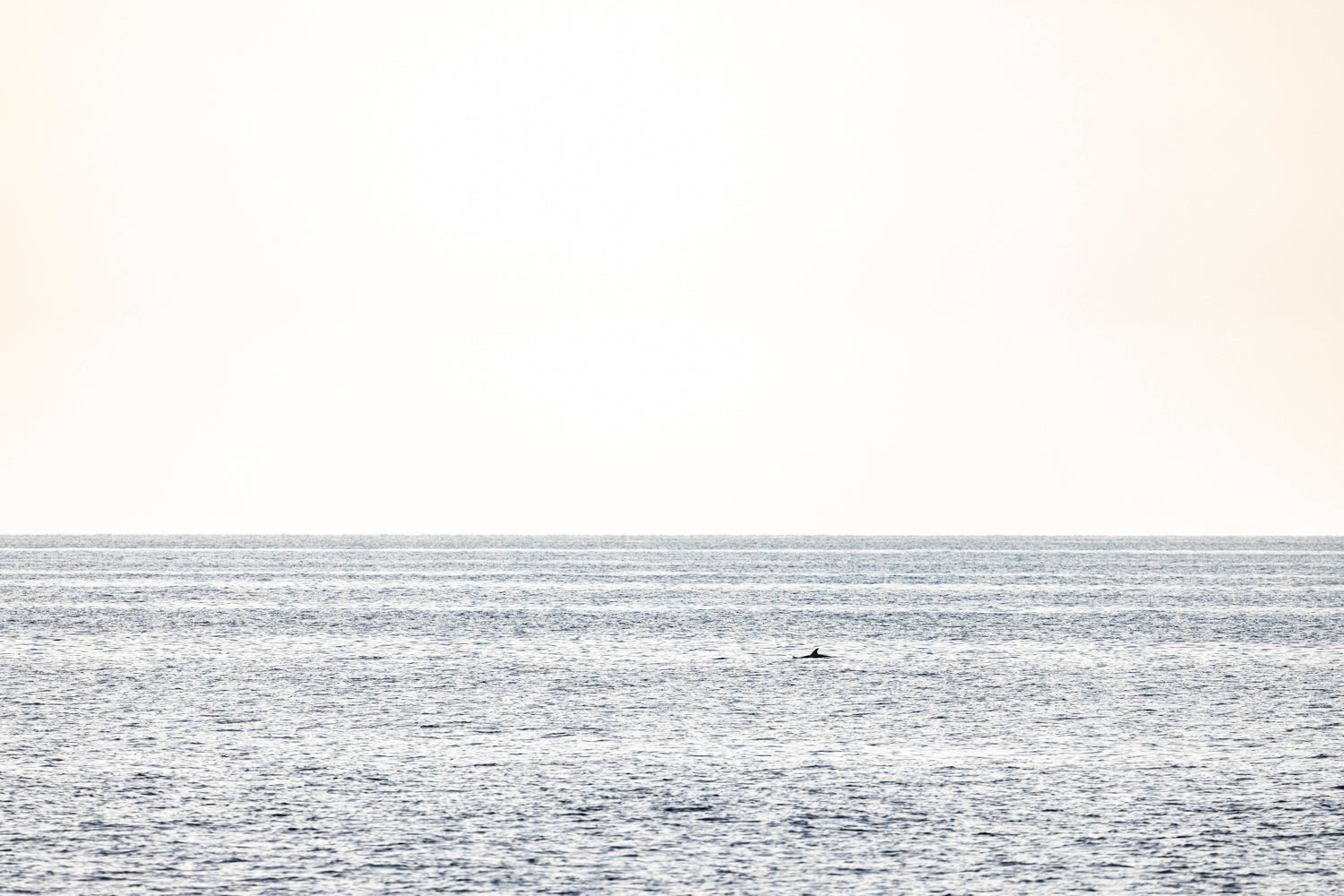 Dolphin on the surface