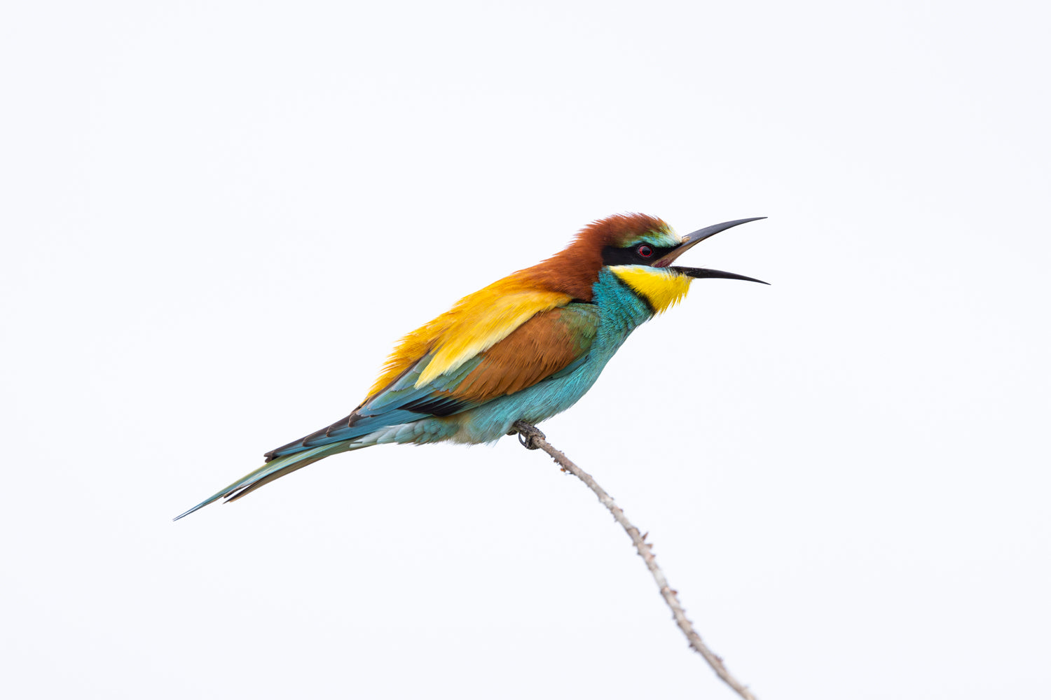 Bee-eater