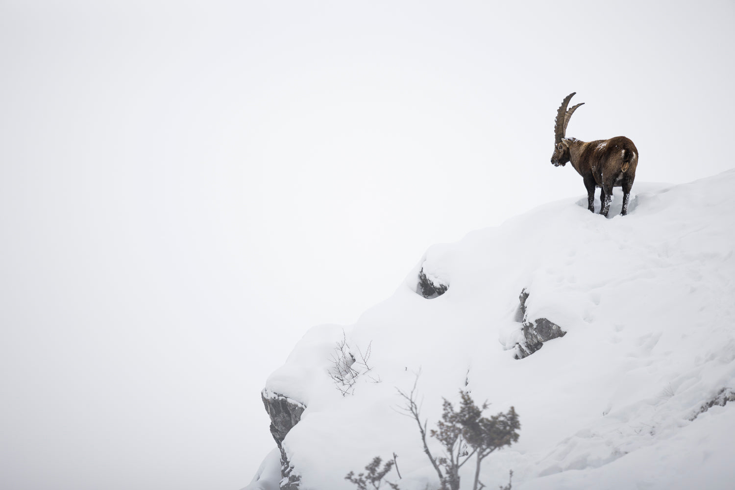 Snow Ibex