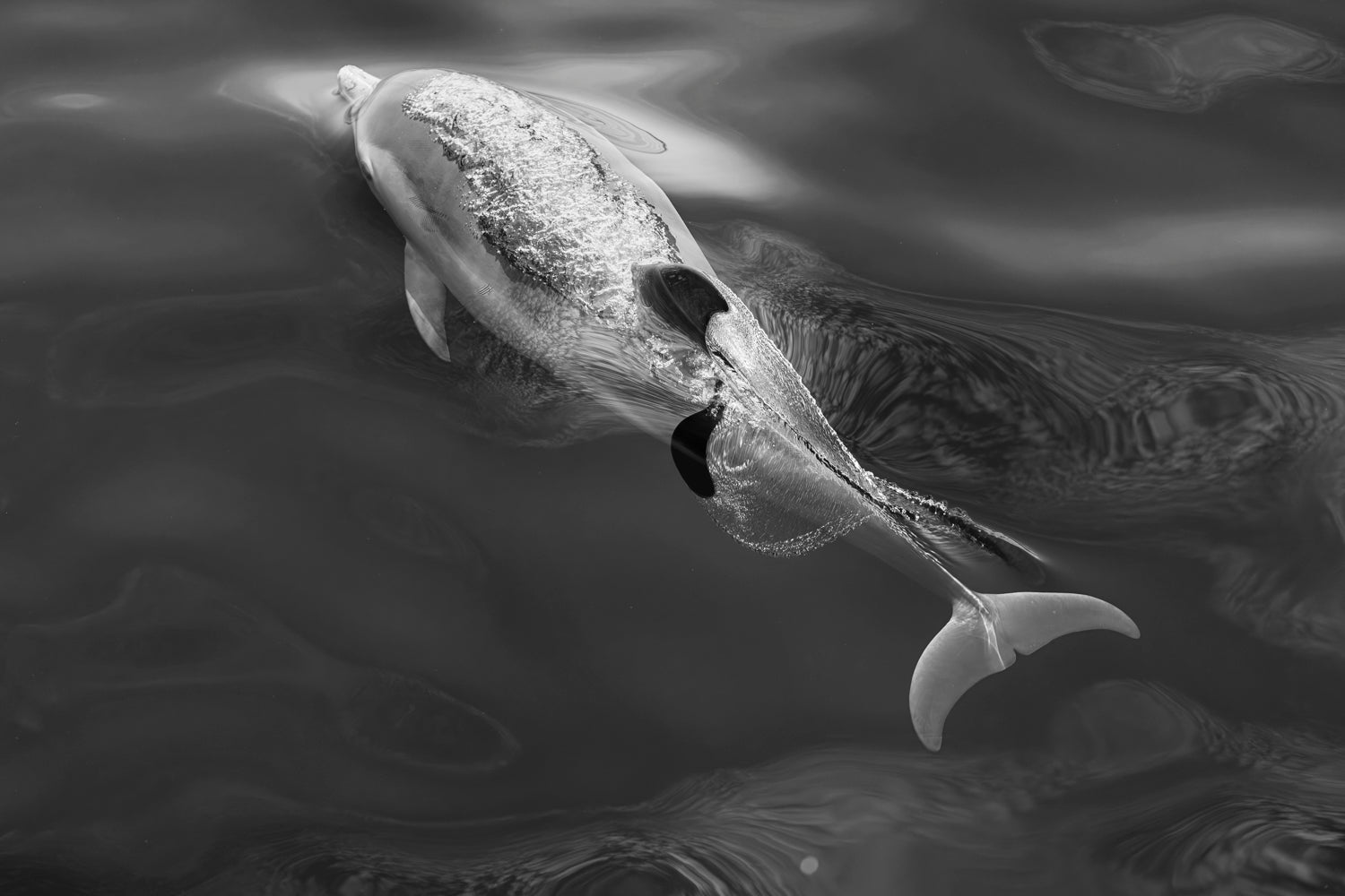 Dolphin on the surface 2