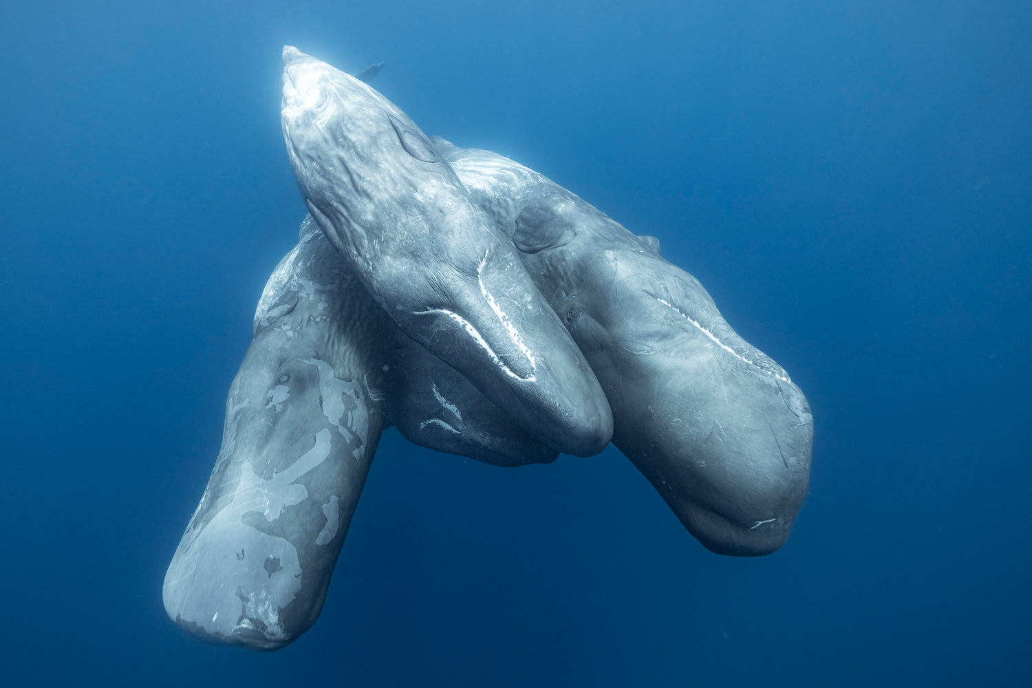 Curious young sperm whales – Underwater photography off the coast