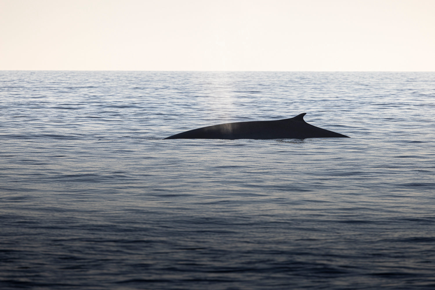 Rorqual silhouette